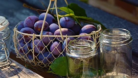 Švestky v octě podle Marie Janků-Sandtnerové. Ochutnejte prvorepublikovou delikatesu!