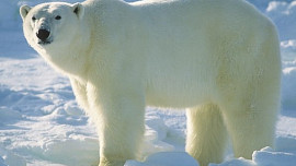 Retro okénko: Proč má legendární Polárka ve znaku ledního medvěda?