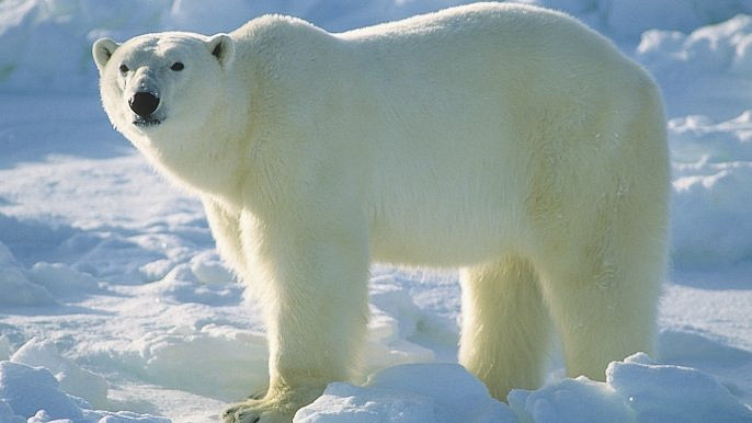 Retro okénko: Proč má legendární Polárka ve znaku ledního medvěda?
