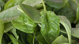 Jaký špenát můžeme vysazovat v létě? Aby zůstal křehký a šťavnatý, je třeba vybrat správnou odrůdu a věnovat trochu času péči