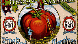 Historie rajčat: V 18. století se jimi otrávilo několik aristokratů, v roce 1893 kvůli rajským jablkům dokonce zasedal Nejvyšší soud