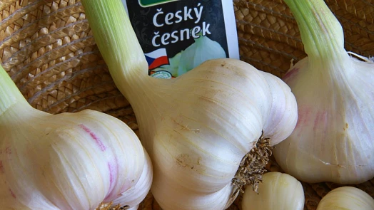 Jak skladovat čerstvý česnek, aby vydržel celou zimu: Zapomeňte na lednici i omývání, správný postup je jiný