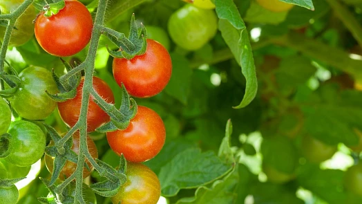 Proč vyštipovat tyčková rajčata a jak to správně provést: Stačí znát pár triků a odměnou vám budou luxusní plody