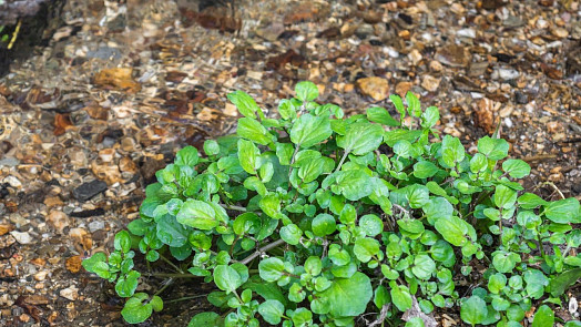 Nejzdravější zelenina na světě? Sáček se semínky stojí jen 35 Kč a pěstovat se dá i v truhlíku na balkoně