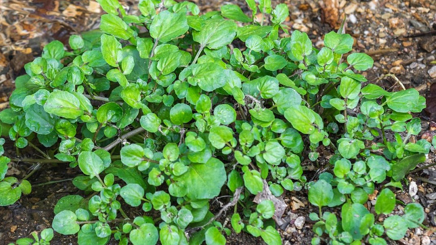 Řeřichu zvládnete vypěstovat bez problémů a na chlebu nebo v pomazánce skvěle chutná.