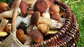 Houby už rostou! Kde si nasbíráte plné košíky, ukazuje speciální česká houbová mapa, s úlovky se chlubí i houbaři