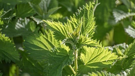 Nejdůležitější odpovědi na téma kopřivy: Kde je sbírat, jak je zbavit žahavosti i v čem nám pomůže váleček na nudle