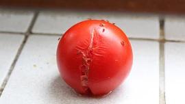 Jak se zbavit nepříjemných octomilek? Díky snadnému postupu bude klid do hodinky a už nikdy se mušky neobjeví