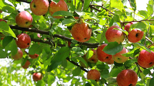 Česká jablka plná pesticidů? Zbytečná panika, bouří se ovocnáři a dokazují, že naše ovoce je zcela v pořádku
