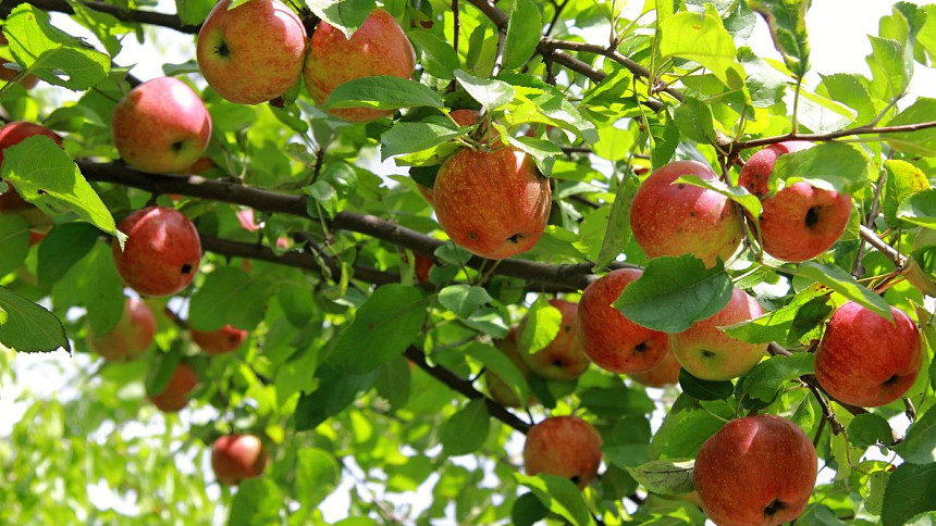 Česká jablka plná pesticidů? Zbytečná panika, bouří se ovocnáři a dokazují, že naše ovoce je zcela v pořádku