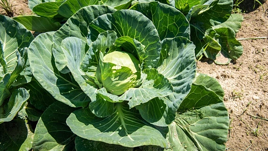 „Svatý Havel do zelí zajel.“ Co dalšího je třeba sklidit a jak se co nejlépe připravit na zimu podle říjnových pranostik