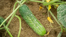 Jak daleko od sebe sázet okurky nakládačky? Na jednom metru čtverečním prosperuje maximálně sedm až osm rostlin