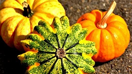 Velký průvodce dýněmi: Na co se hodí Hokkaido, jak jíst tu špagetovou? A zásady správného skladování