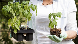 Trik na pěstování rajčat: Tenhle jednoduchý krok může rozhodnout o jejich dobrém růstu