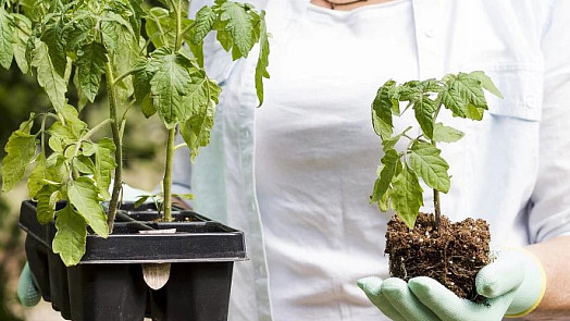Trik na pěstování rajčat: Tenhle jednoduchý krok může rozhodnout o jejich dobrém růstu