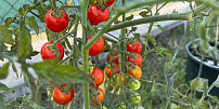 Jeden fígl vám pomůže sklízet sladká rajčata: Do půdy stačí přidat obyčejnou kuchyňskou surovinu