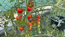 Jeden fígl vám pomůže sklízet sladká rajčata: Do půdy stačí přidat obyčejnou kuchyňskou surovinu