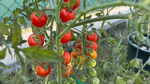 Jeden fígl vám pomůže sklízet sladká rajčata: Do půdy stačí přidat obyčejnou kuchyňskou surovinu