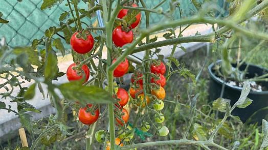 Jeden fígl vám pomůže sklízet sladká rajčata: Do půdy stačí přidat obyčejnou kuchyňskou surovinu