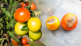 Černají, šednou nebo hnědnou vám rajčata? Asi jim chybí vápník! Pomůže postřik z mléka nebo speciální prostředky