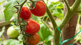 Pevná rajčata bez prasklin a hniloby zařídí jeden trik: Do půdy přidejte běžný kuchyňský odpad