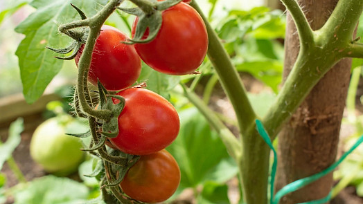 Pevná rajčata bez prasklin a hniloby zařídí jeden trik: Do půdy přidejte běžný kuchyňský odpad