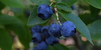 Sběr borůvek v lese má svá přísná pravidla: Pokutu můžete dostat nejen za ničení přírody