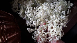 Vše, co musíte vědět o bezu: Černý léčí, z červeného je skvělý džem. Který vás může otrávit?