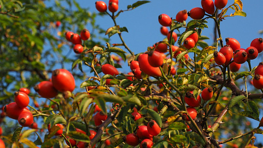 Jak využít šípky? Jednoduchá marmeláda je připravená za chvilku a na zimu nám dodá vitaminy