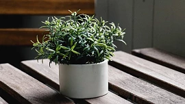 Byliny v kuchyni: V únoru můžeme zasít šalvěj, mátu, majoránku i tymián. Stačí nám i balkon nebo obyčejný okenní parapet