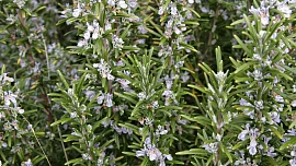 Byliny v kuchyni: Rozmarýn je výborný na tmavé vlasy. Vyrobte si z něj zdravé víno!