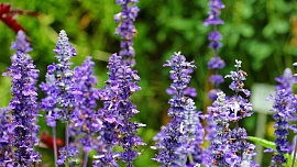 Byliny v kuchyni: Při angíně či nevolnosti - jedině čaj ze šalvěje!