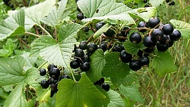 Zapomeňte na citrony! Černý rybíz je nenápadná bomba plná vitamínu C