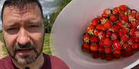 Vyrazili jsme na samosběr jahod za 89 Kč: Teď chápeme, proč do Sedlčánek jezdí davy lidí