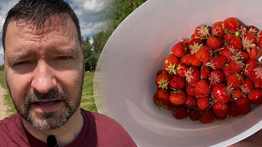 Vyrazili jsme na samosběr jahod za 89 Kč: Teď chápeme, proč do Sedlčánek jezdí davy lidí