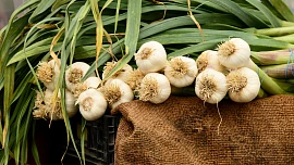 Sezóna českého česneku je tu! Poznejte sílu nejúčinnějšího přírodního antibiotika