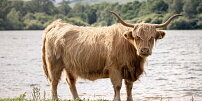 KVÍZ : Otestujte si své znalosti hovězího masa.  Zjistěte, které se hodí na steak, guláš nebo vývar