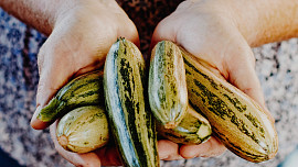 Letní zelenina pro lazary a dietáře: Zázračná cuketa čistí tělo a pomáhá proti otokům