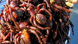 Deset nejstrašidelnějších jídel světa: Na hadí polévku, smaženou tarantuli nebo oční bulvy tuňáka si troufnou jen ti nejotrlejší