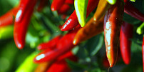 Snadné pěstování chilli papriček