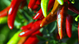 Snadné pěstování chilli papriček