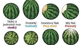 Jak poznat dobrý meloun? Plnou zralost a tak akorát sladkou chuť prozradí tvar plodu, barva slupky i pravidelnost pruhů