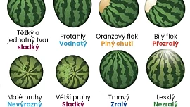 Jak poznat dobrý meloun? Plnou zralost a tak akorát sladkou chuť prozradí tvar plodu, barva slupky i pravidelnost pruhů