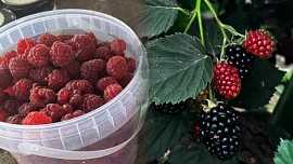 Začal samosběr malin a ostružin: Úroda je velká, za kilo dáte pouze 139 korun a na farmě rádi uvítají i děti