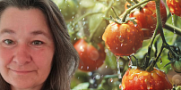 Zahradnice Andrea vysvětluje: Jak správně zalévat rajčata, kolik vody je potřeba i kdy je na zalévání ten nejlepší čas