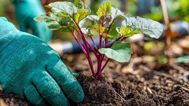 Nebojte se dubnových mrazíků a sázejte. Tyto druhy zeleniny přečkají nepřízeň počasí bez obtíží