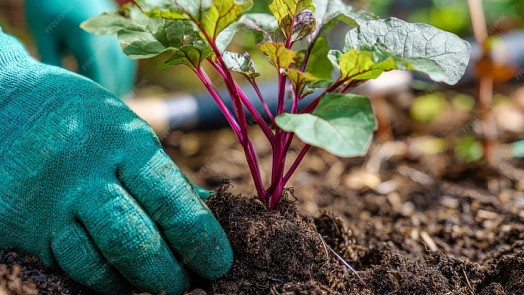 Nebojte se dubnových mrazíků a sázejte. Tyto druhy zeleniny přečkají nepřízeň počasí bez obtíží