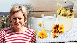 Vyrobili jsme „šampaňské“ z pampelišek: Chutná fantasticky, šumí jako sekt a voní po rozkvetlé louce