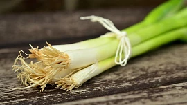 Byliny v kuchyni: Jarní cibulka může vydržet hodně dlouho, když víte, jak ji skladovat