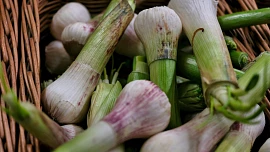Které potraviny můžete pěstovat zas a znova z odřezků? Jarní cibulka překvapí rychlostí růstu, bylinky výtěžností